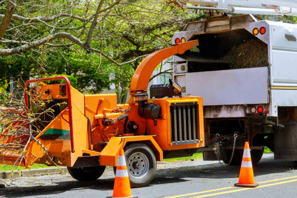 How Our Tree Care Process Works  in  Fort Washington, MD