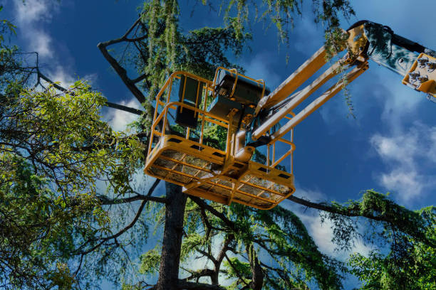 Best Arborist Consultation Services  in Fort Washington, MD