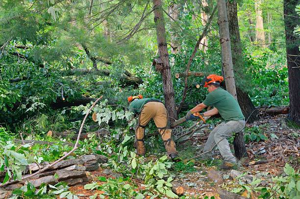 Best Lawn Renovation and Restoration  in Fort Washington, MD