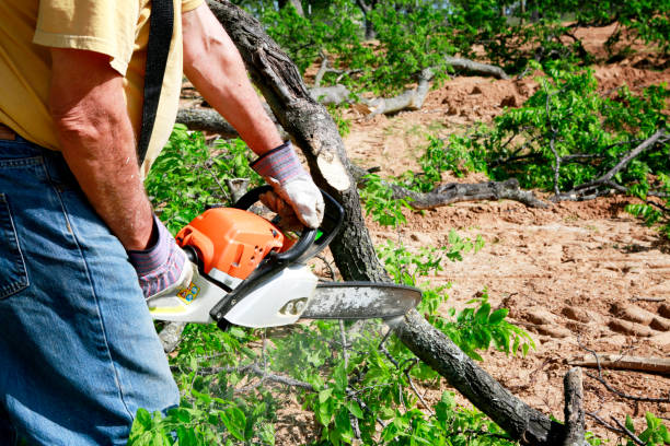 Reliable Fort Washington, MD Tree Care Services Solutions